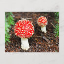 Search for fly agaric postcards Muscaria