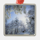 Search for flora christmas tree decorations Plant