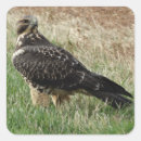 Search for hawks stickers Raptors