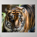 Search for sumatran posters Cat