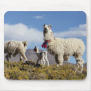 Search for andes mountain mouse mats Argentina