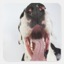 Search for dog head stickers Domestic animals
