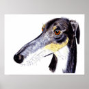 Search for saluki posters Sighthound