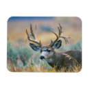 Search for antelope magnets Elizabeth boehm