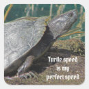 Search for slow turtle stickers Reptile