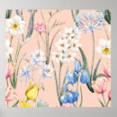 Search for daffodils art Illustration