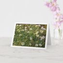 Search for common daisy Floral