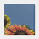 Search for reaching magnets Flowers