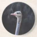 Search for ostrich coasters Birds