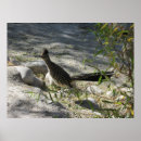 Search for roadrunner posters Desert