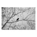 Search for black and white crow art Nature