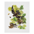 Search for audubon birds posters Birds of america
