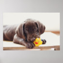 Search for cute rubber duck posters Animal