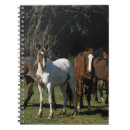 Search for wild one notebooks Mustang