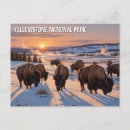 Search for yellowstone bison postcards Souvenir
