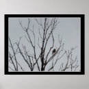 Search for bare posters Trees