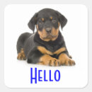 Search for rottweiler puppies stickers Rottweilers