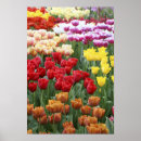 Search for holland posters Garden