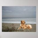 Search for goldie posters Retriever