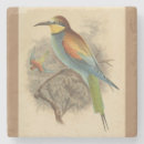 Search for birds and bees barware Bee eater