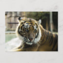 Search for big cat predators postcards Feline