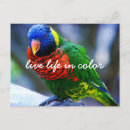 Search for lorikeet postcards Photography