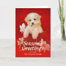 Search for dog collar cards No people