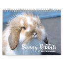 Search for hare photography Hares