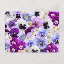 Search for pansy flower postcards Flowers