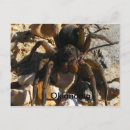 Search for spider postcards Photography