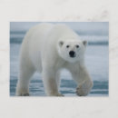 Search for carnivorous postcards Hunting