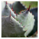 Search for agave tiles Cactus
