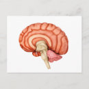 Search for human brain postcards Human body parts