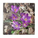 Search for crocus tiles Purple