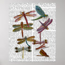 Search for three animals posters Dragonfly