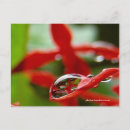 Search for raindrop postcards Red