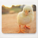 Search for baby chicks mouse mats Animal