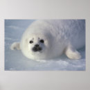 Search for seal posters Snow