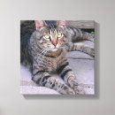 Search for tabby cat canvas prints Short hair