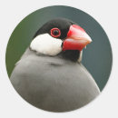 Search for finch stickers Red