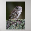 Search for stare photography Eyes