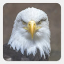 Search for bird of prey stickers Haliaeetus leucocephalus