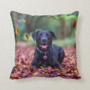 Search for labrador cushions Animal