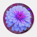 Search for periwinkle magnets Flower