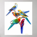 Search for rosellas posters Eastern