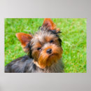 Search for yorkshire terrier art Black