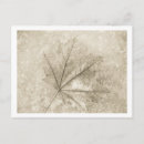 Search for leaf vein postcards Veins