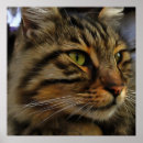 Search for long hair cats posters Pet