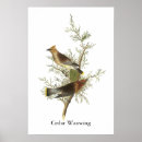 Search for audubon posters Wildlife