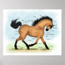Search for buckskin horse posters Pony